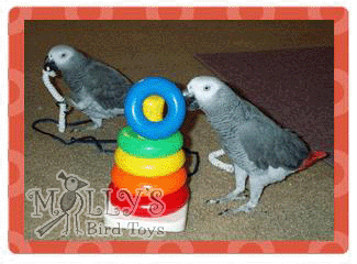 Lucy & Charlie -- African Greys