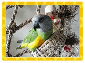 Ozzy, Senegal Parrot